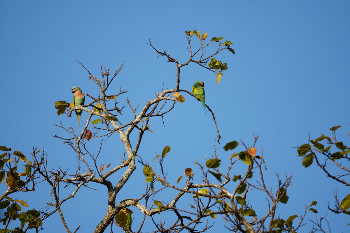 Red-breasted Parakeet - ML642009137
