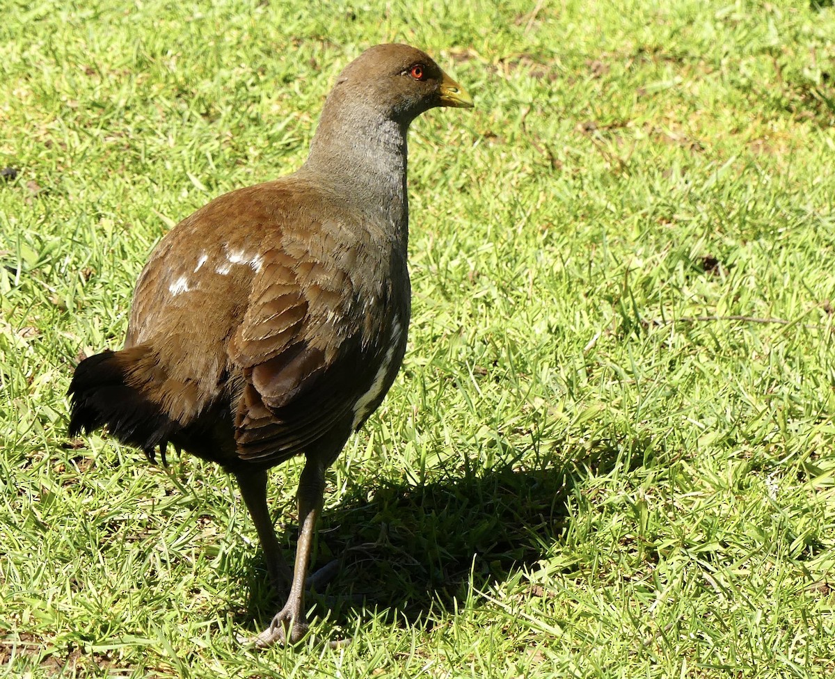 Tasmanian Nativehen - ML642009143