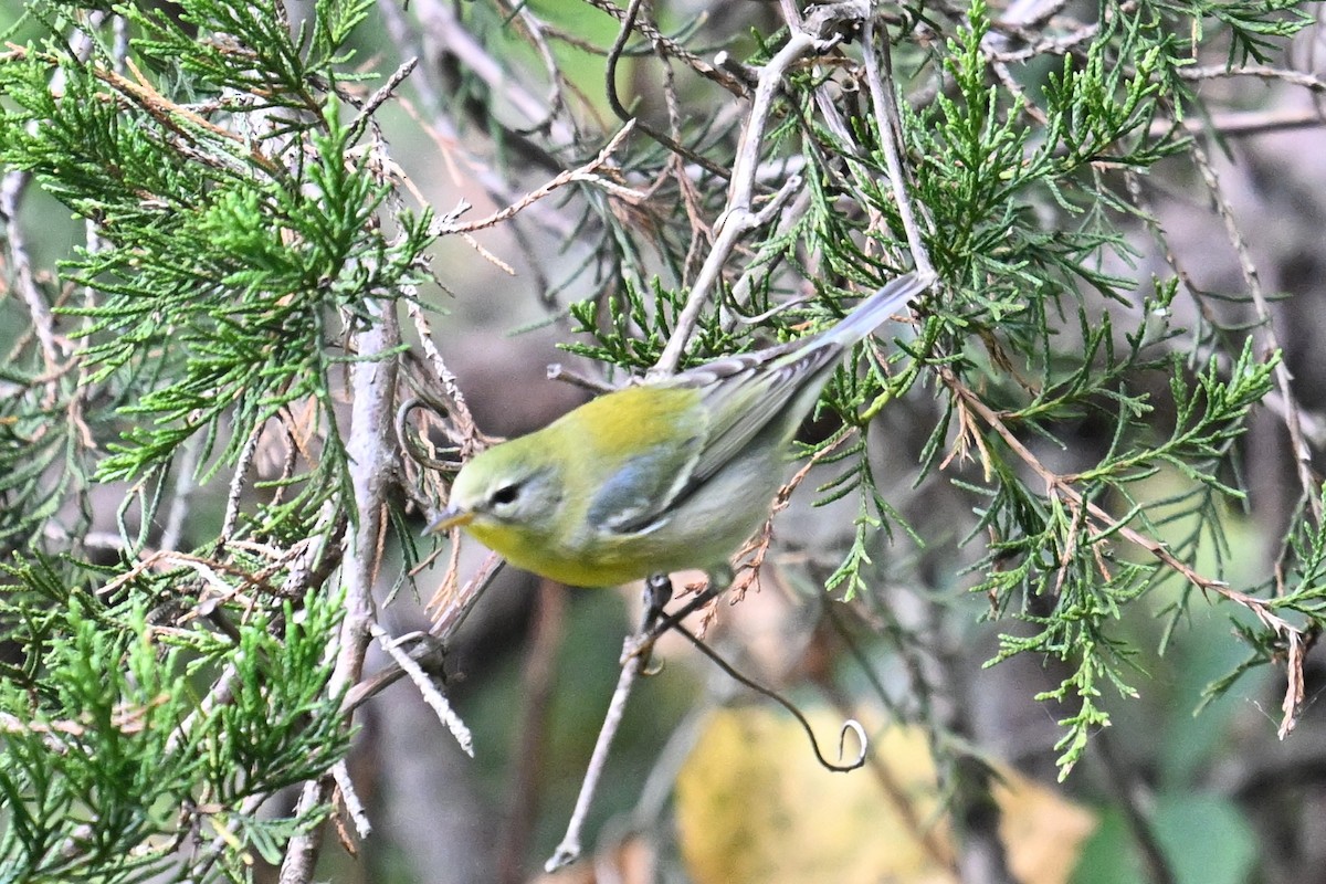 stryparula - ML642009155