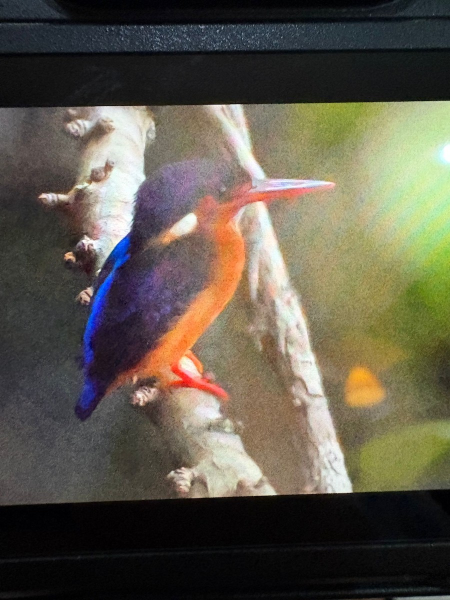 Blue-eared Kingfisher - ML642009161