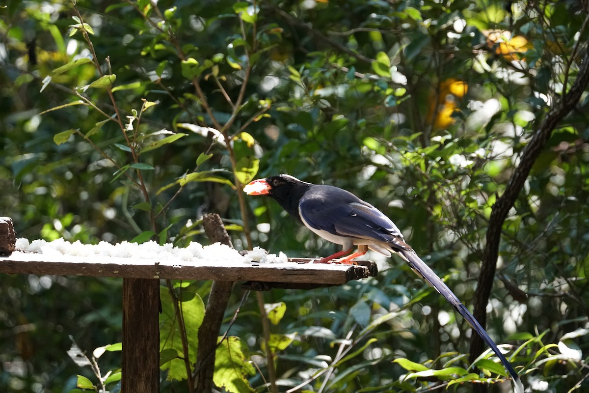 Red-billed Blue-Magpie - ML642009174