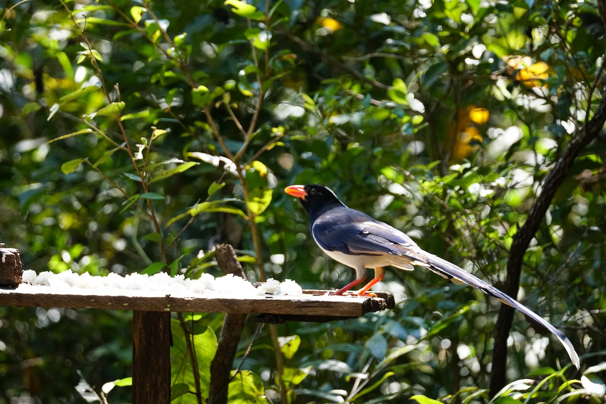 Red-billed Blue-Magpie - ML642009177