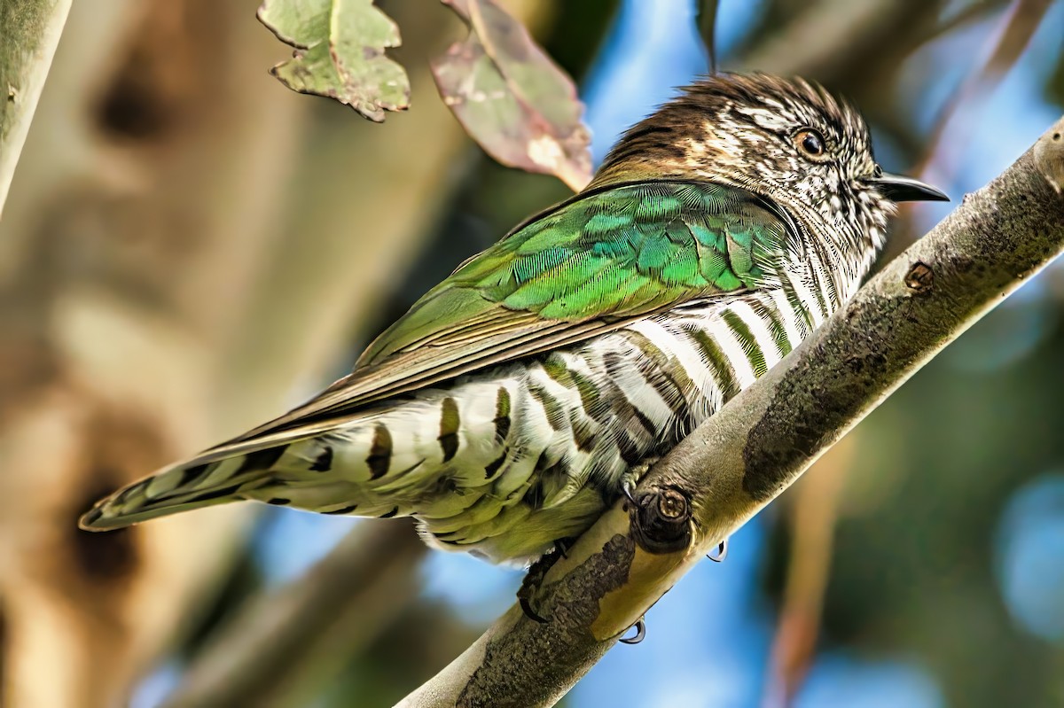 Shining Bronze-Cuckoo - ML642009190