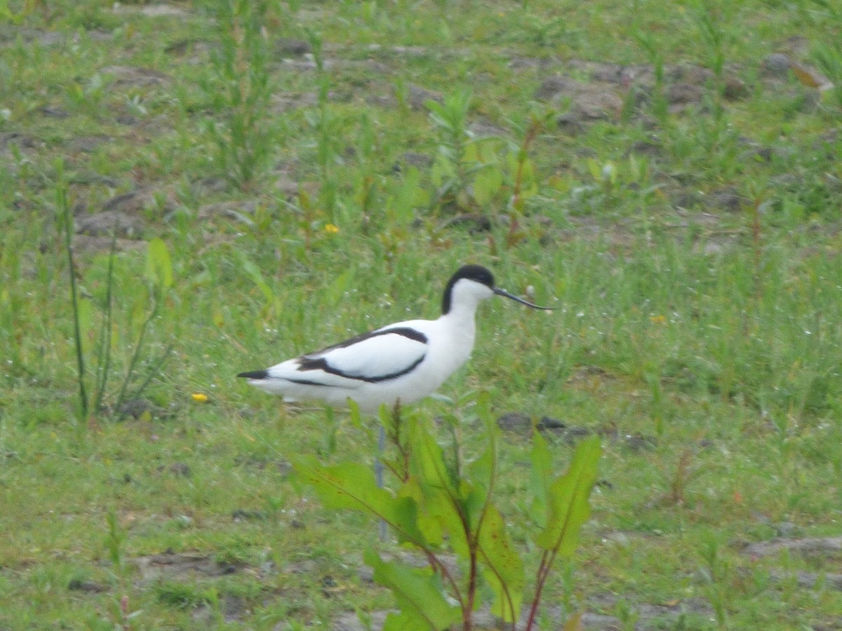 avosett - ML642009192