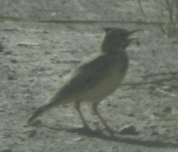 topplerke - ML642009202