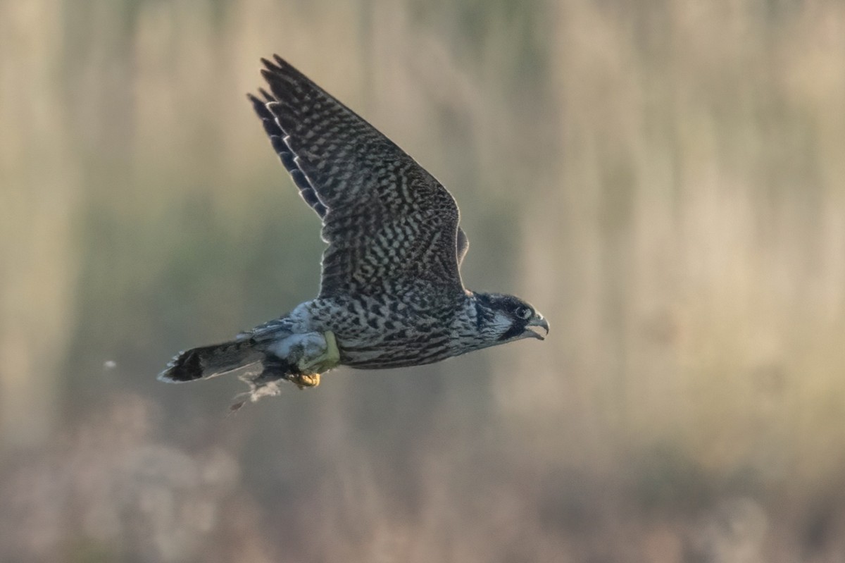 Halcón Peregrino - ML642009222
