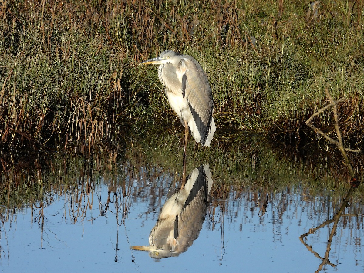 Garza Real - ML642009258