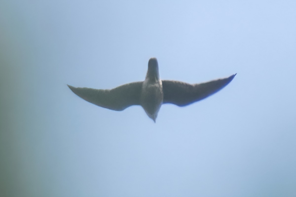 Halcón Peregrino - ML642009259