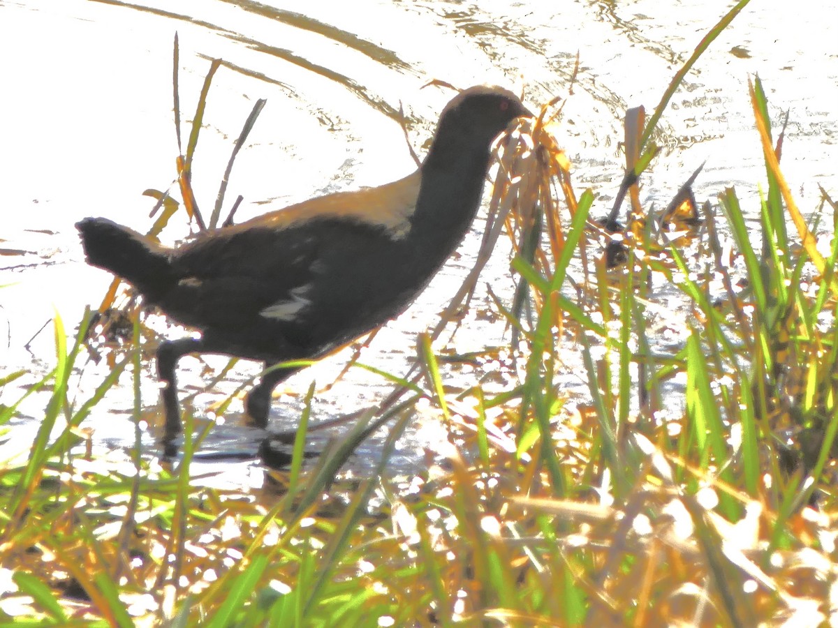Gallineta de Tasmania - ML642009263