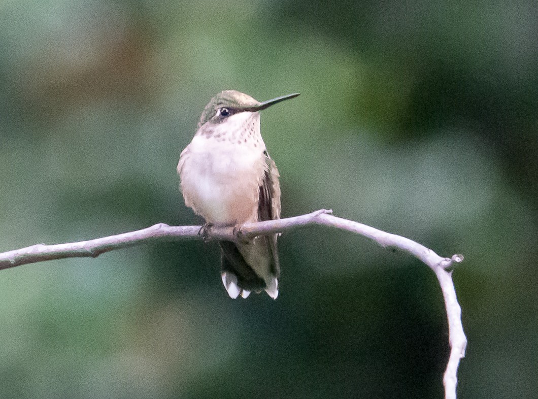 Colibrí Gorjirrubí - ML642009291