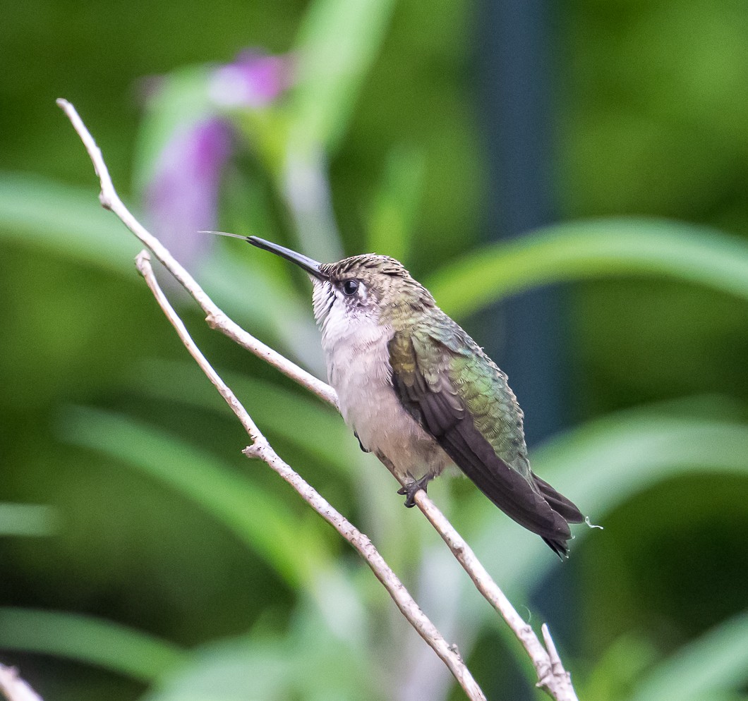 Colibrí Gorjirrubí - ML642009293