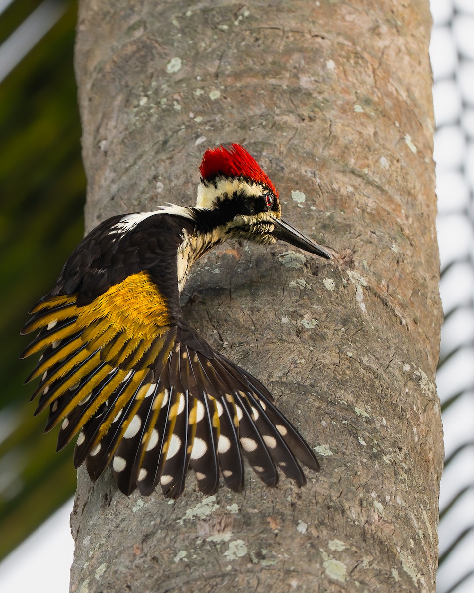 White-naped Woodpecker - ML642009305