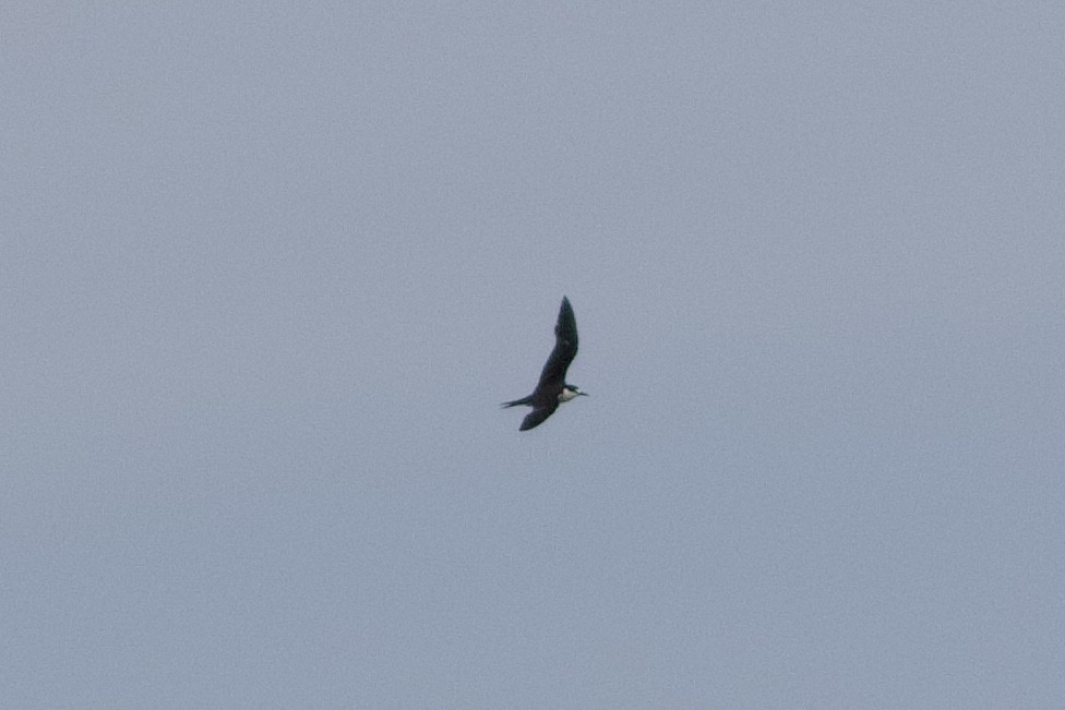 Sooty Tern - ML642009307