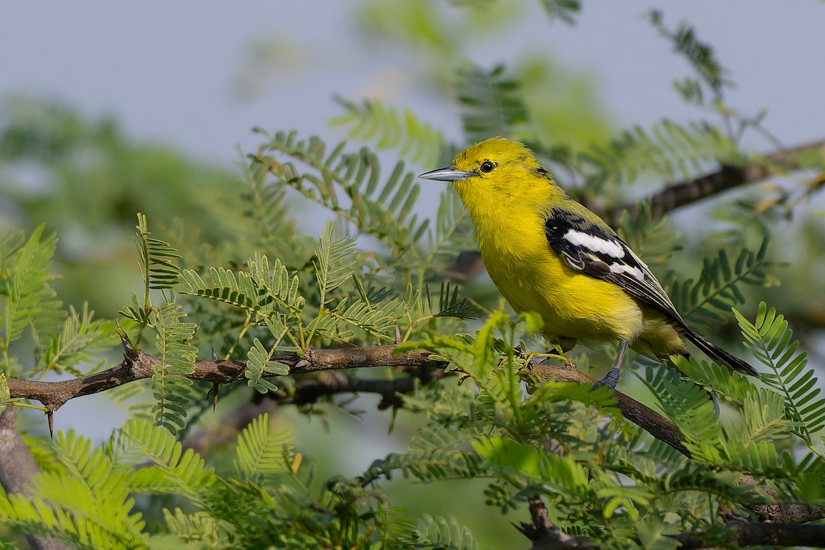 White-tailed Iora - ML642009308