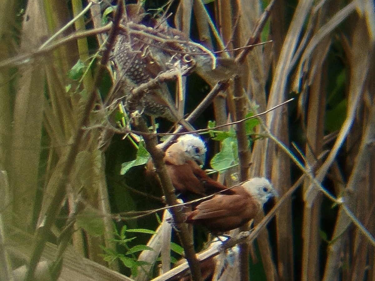 White-headed Munia - ML642009309