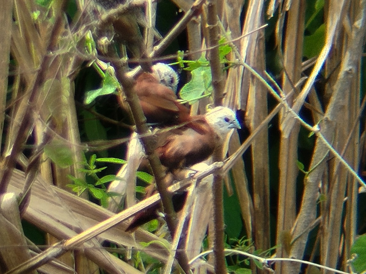 White-headed Munia - ML642009310
