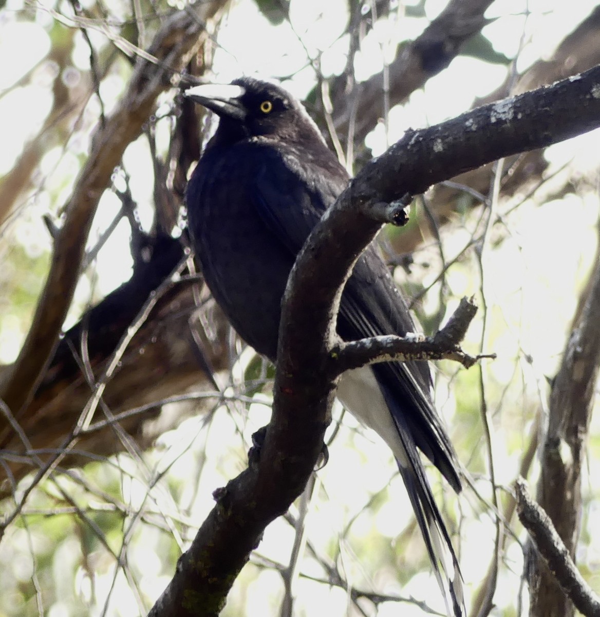 Yellow Wattlebird - ML642009315
