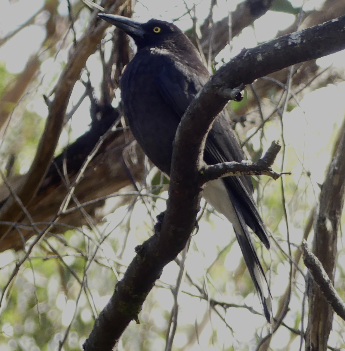 Yellow Wattlebird - ML642009316