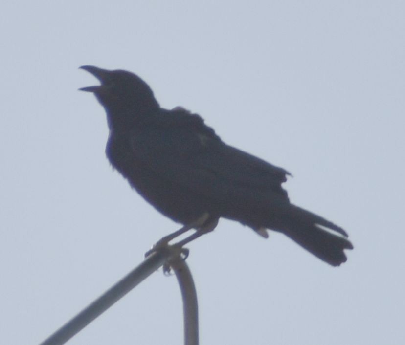 Carrion Crow - ML642009317