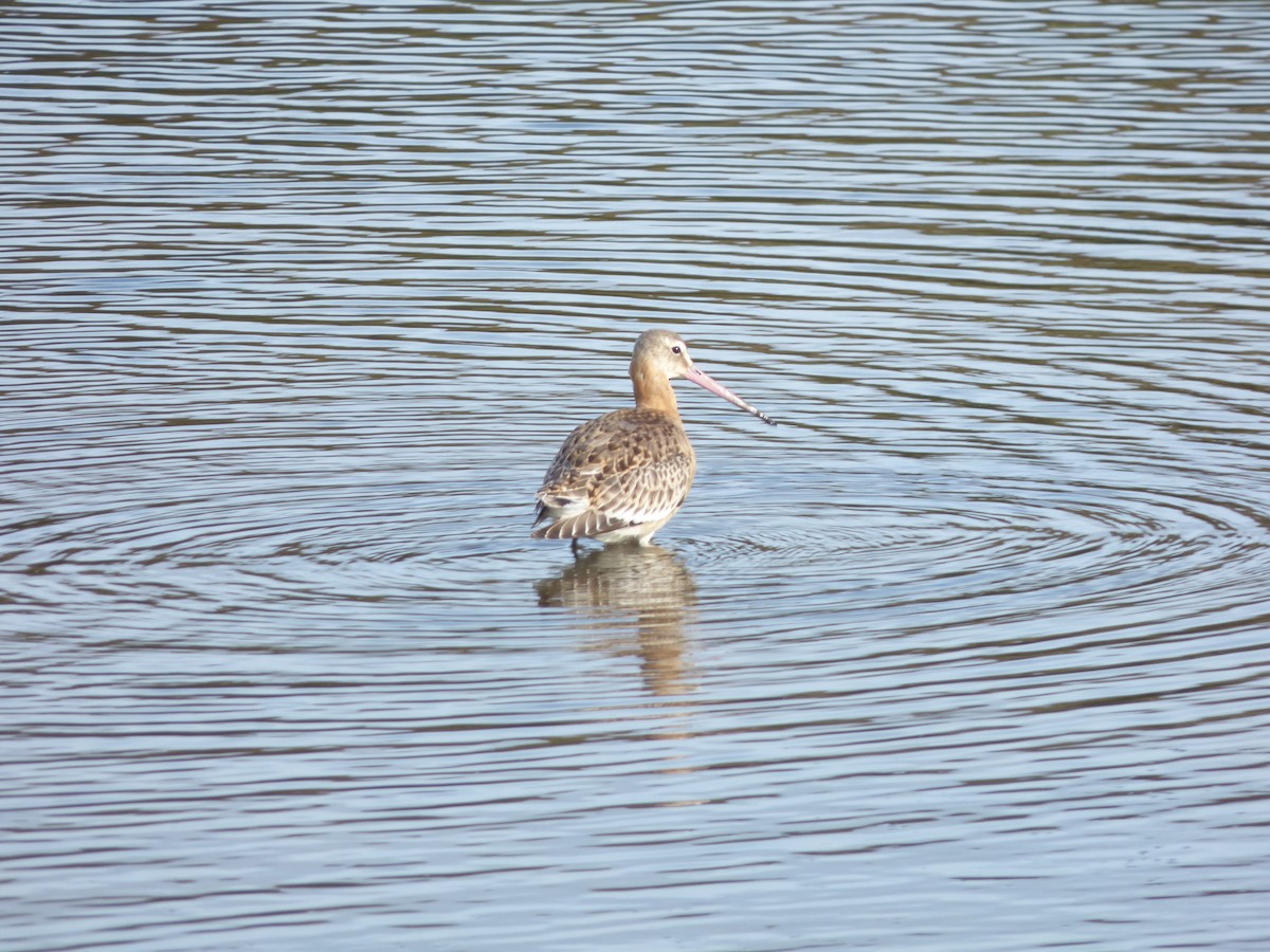 Black-tailed Godwit - ML642009318
