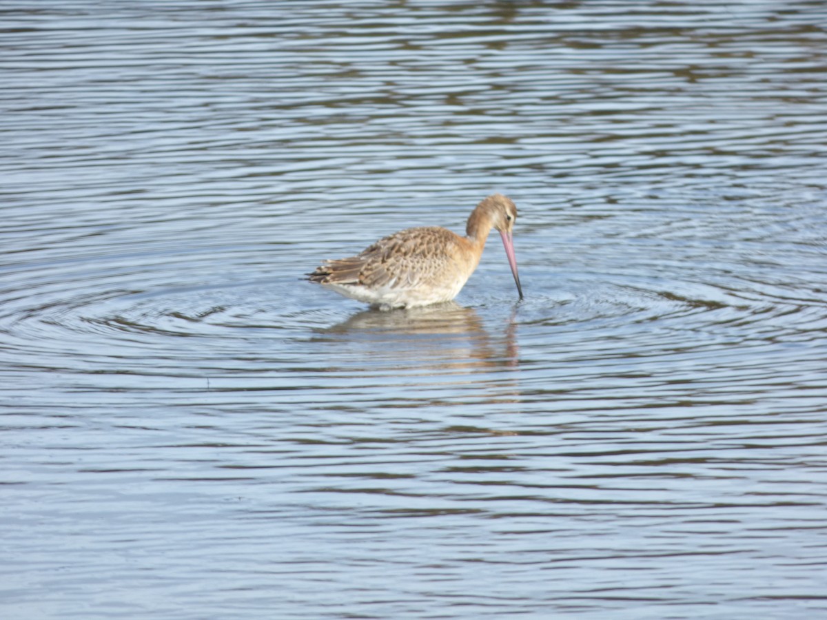 Black-tailed Godwit - ML642009320