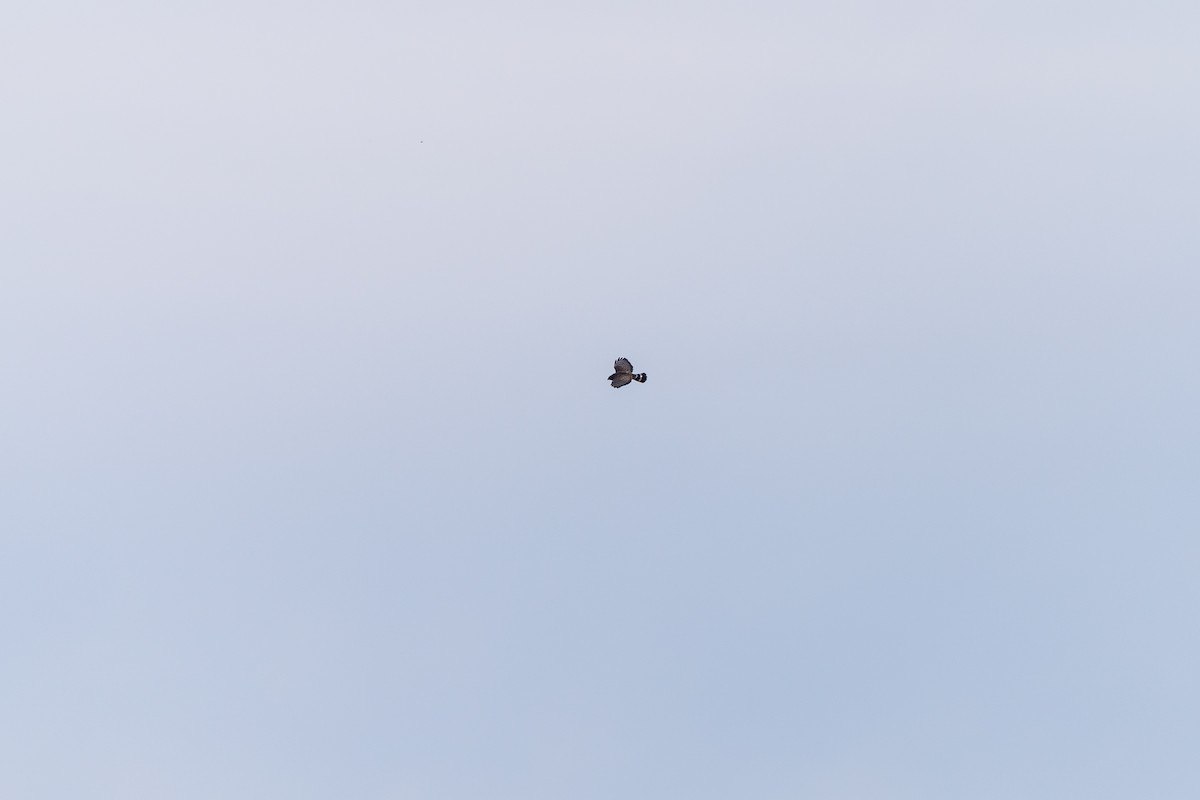 Broad-winged Hawk - ML642009325