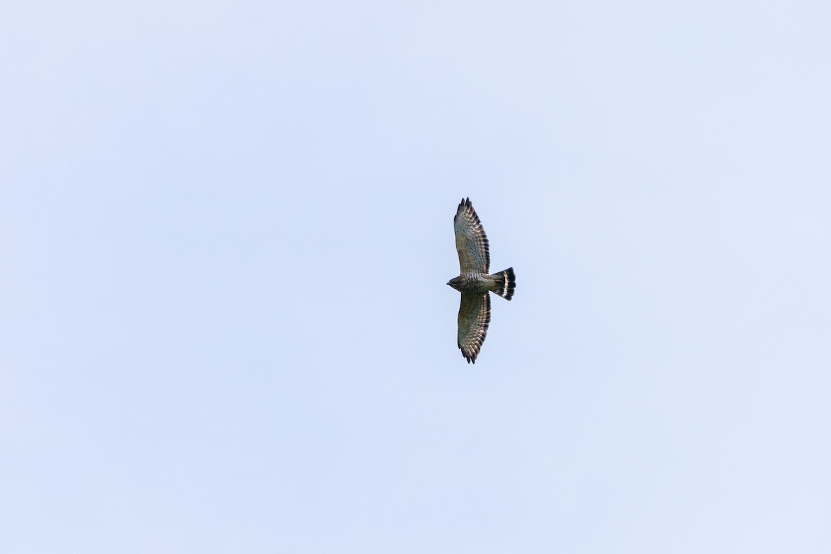 Broad-winged Hawk - ML642009326