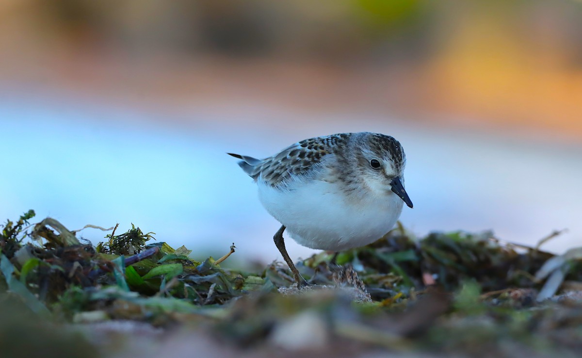 Semipalmated Sandpiper - ML642009327