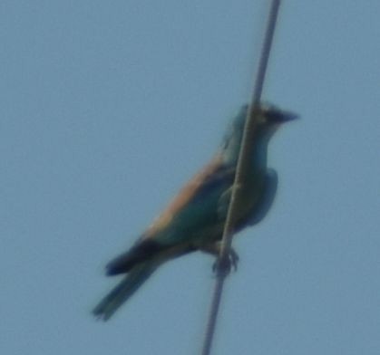 European Roller - ML642009328