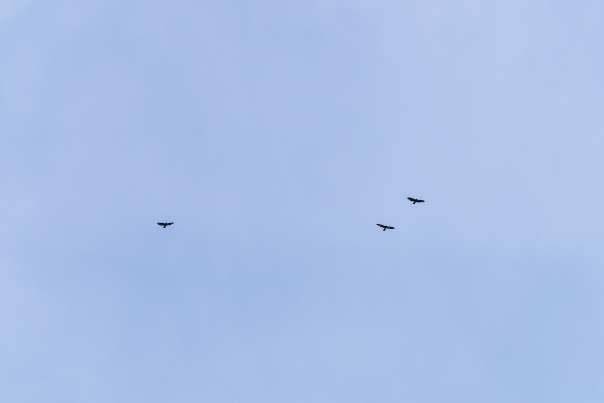 Breitflügelbussard - ML642009333