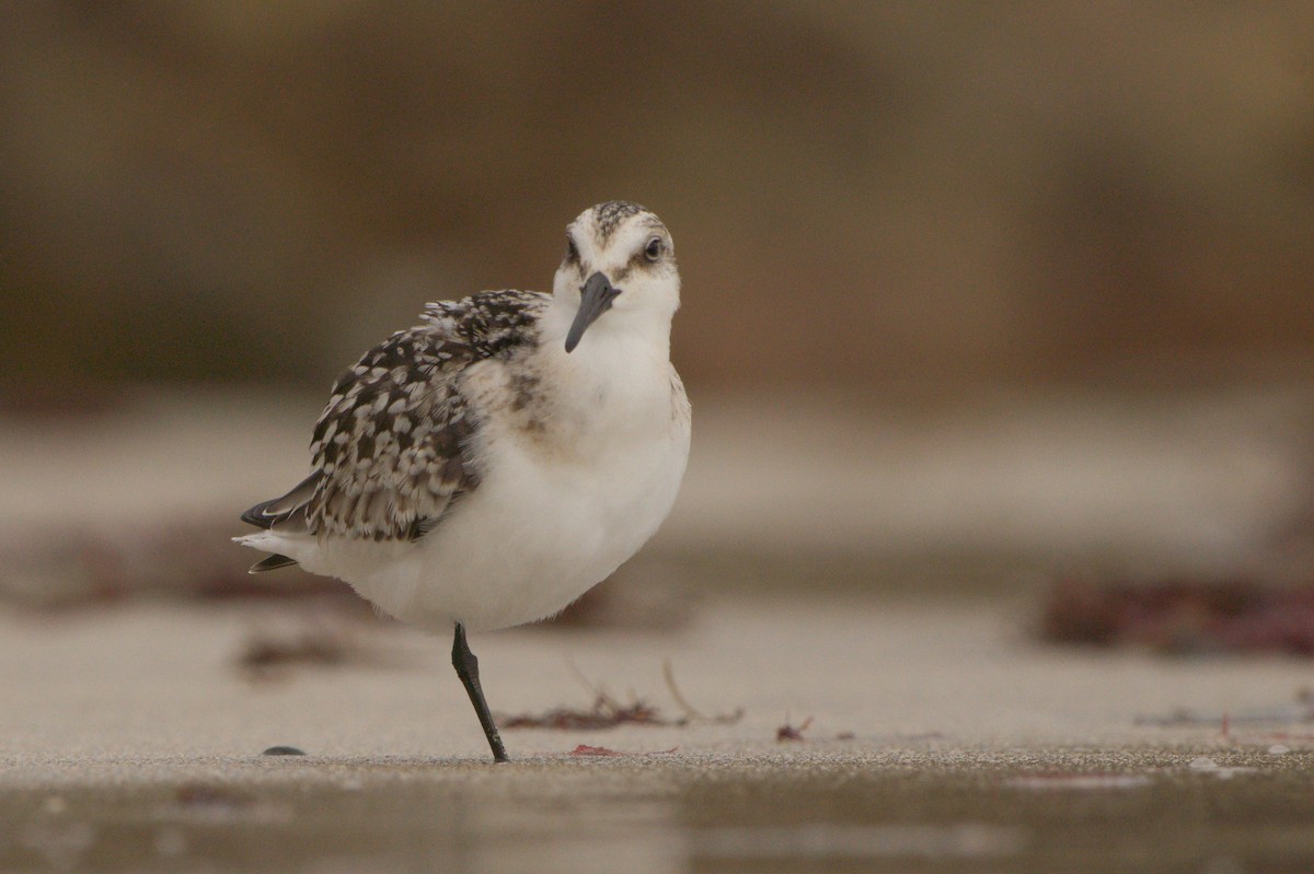 Sanderling - ML642009342