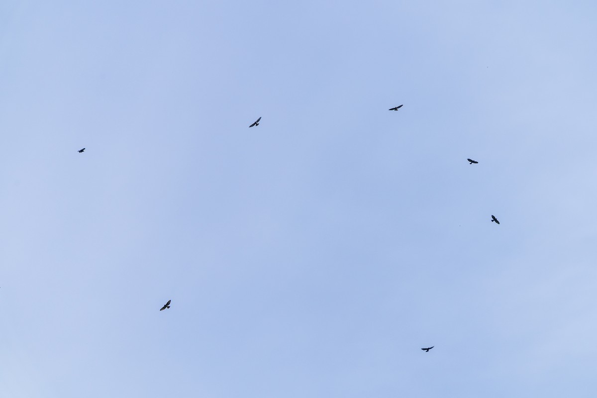 Broad-winged Hawk - ML642009344