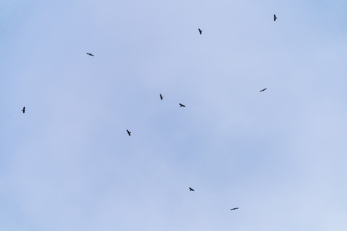 Breitflügelbussard - ML642009348