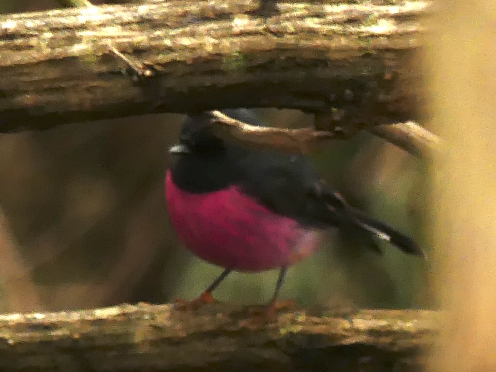 Pink Robin - ML642009353