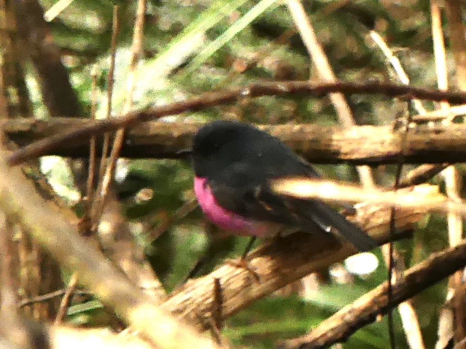 Rosaschnäpper - ML642009354
