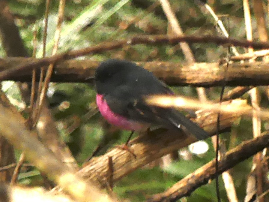 Rosaschnäpper - ML642009355