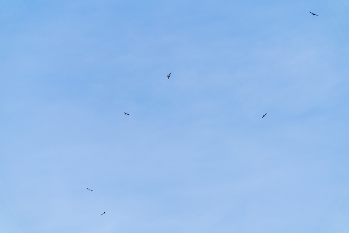 Broad-winged Hawk - ML642009356