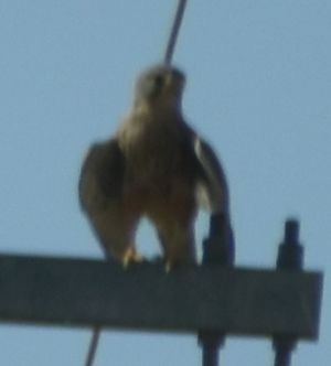 Rötel-/Turmfalke - ML642009366