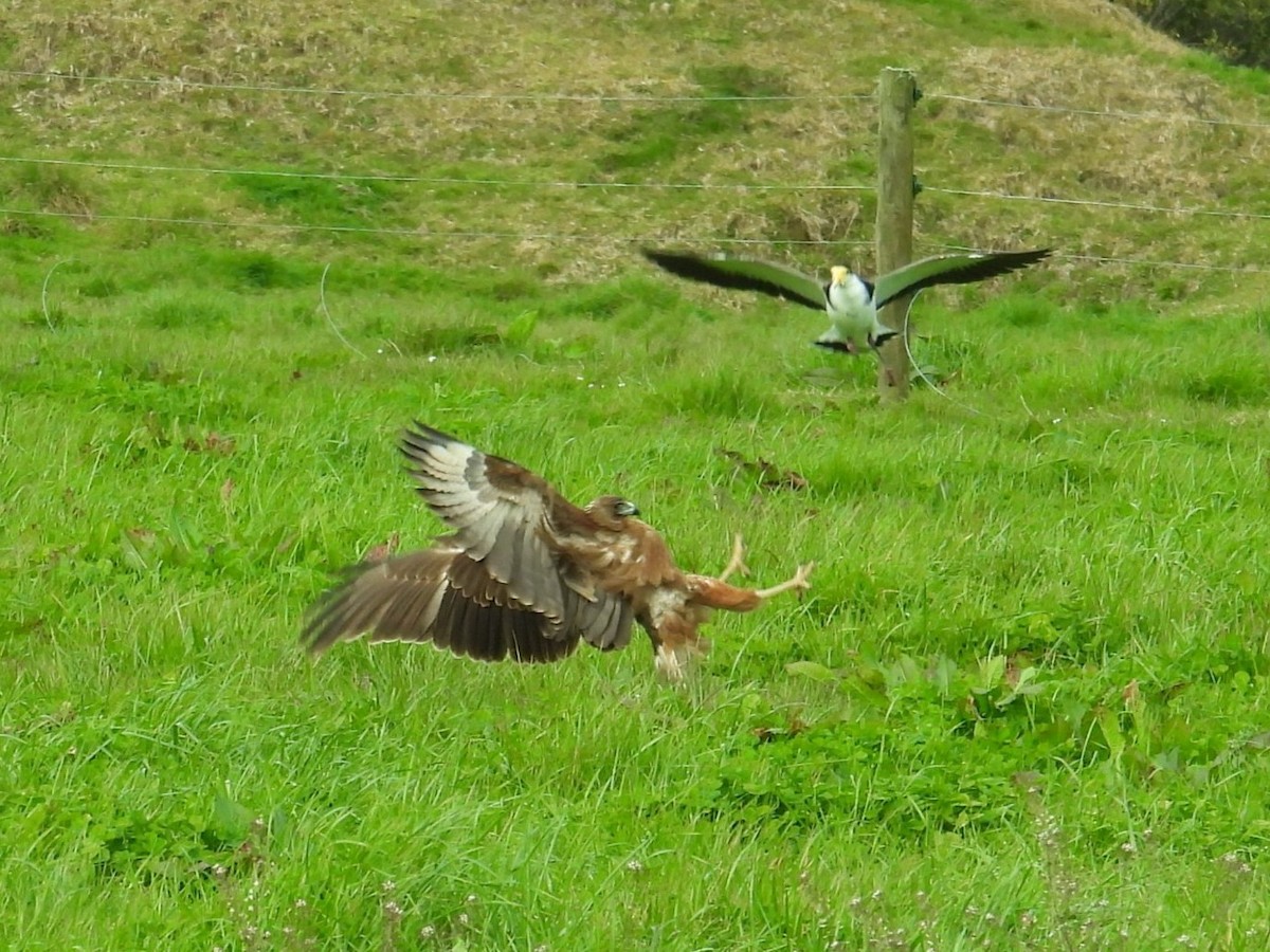 Sumpfweihe - ML642009367