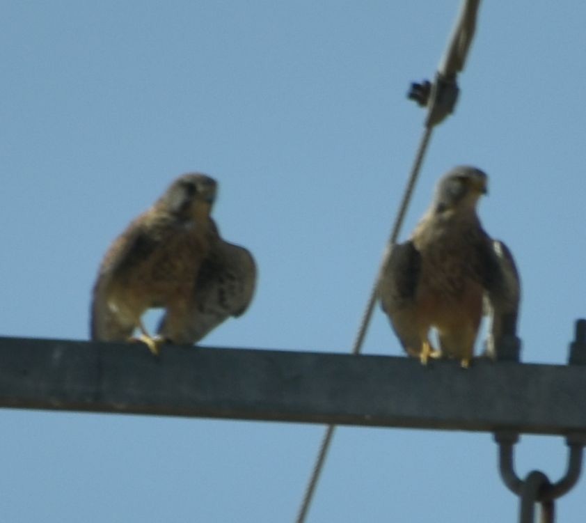 Rötel-/Turmfalke - ML642009368
