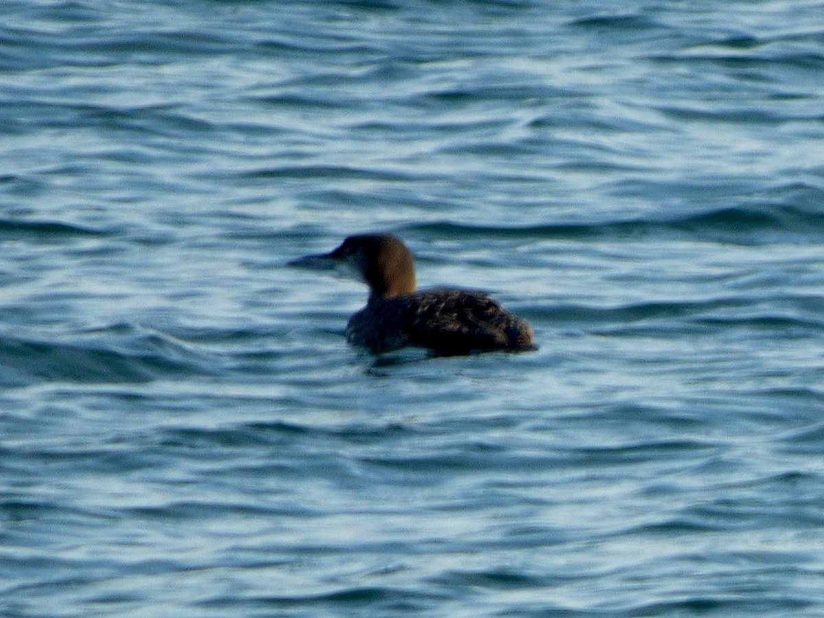 Common Loon - ML642009375
