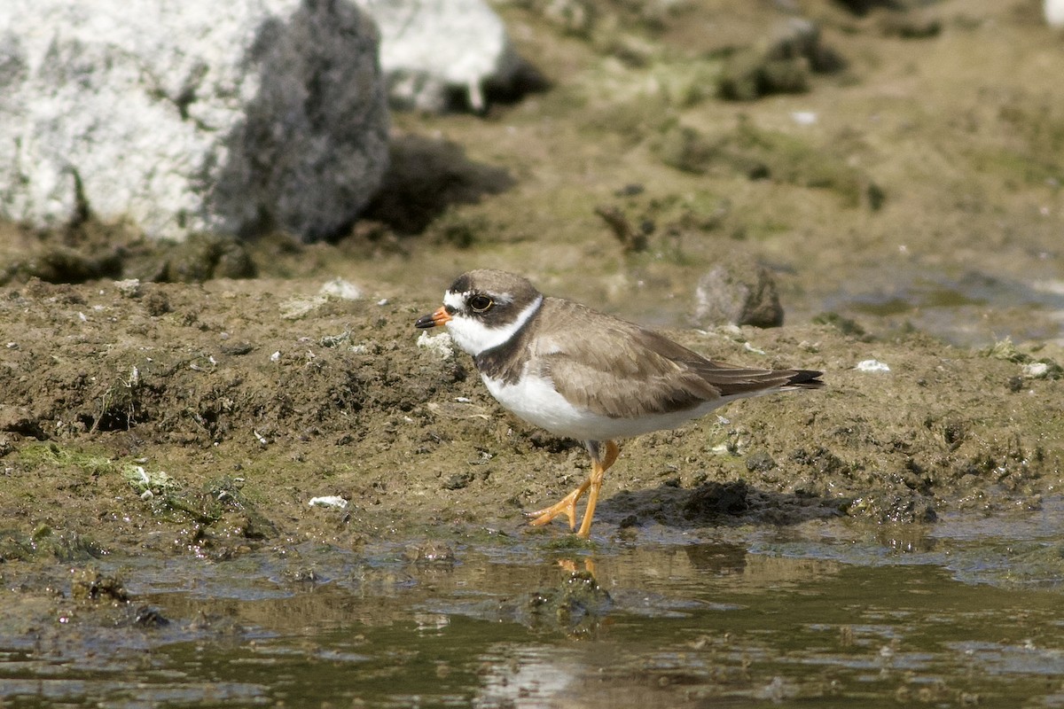 Semipalmated Plover - ML642009384