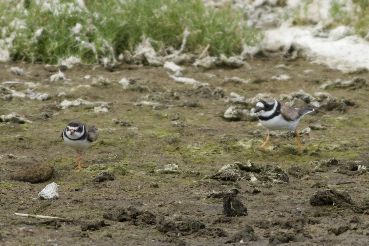 Semipalmated Plover - ML642009385