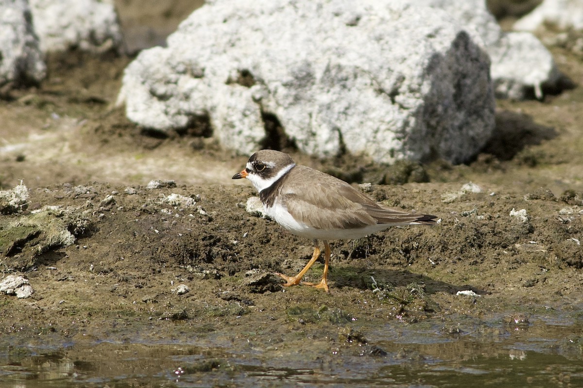 Semipalmated Plover - ML642009386