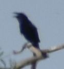 crow/raven sp. - ML642009396
