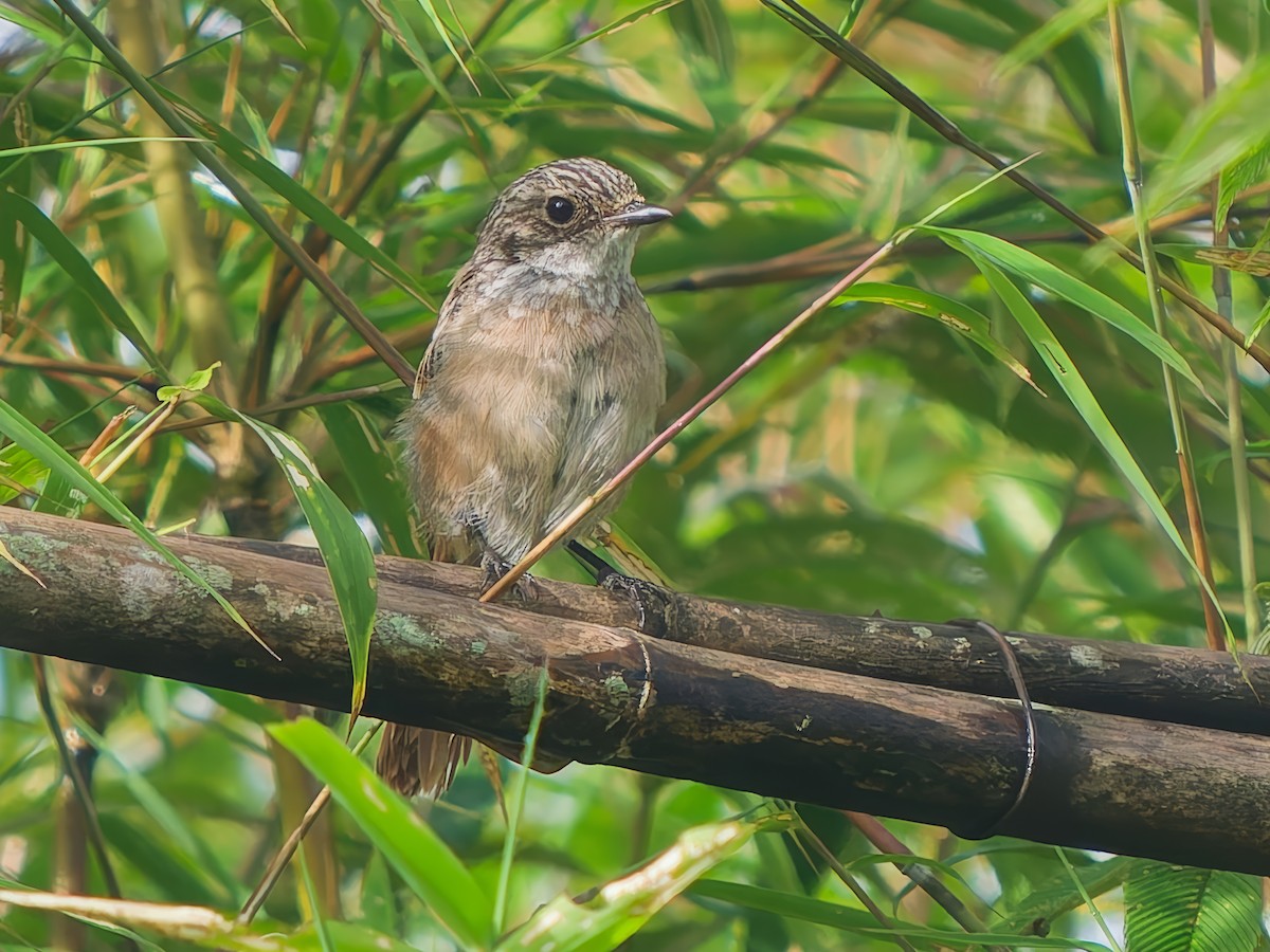 Gray Bushchat - ML642009404