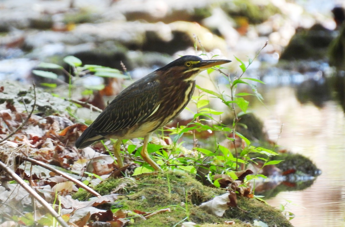 Green Heron - ML642009406