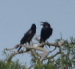 crow/raven sp. - ML642009433