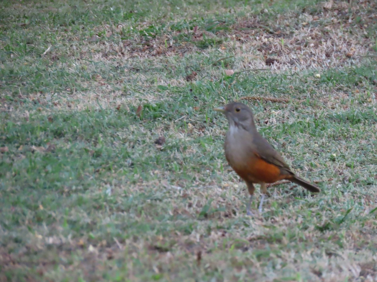 Rufous-bellied Thrush - ML642009468