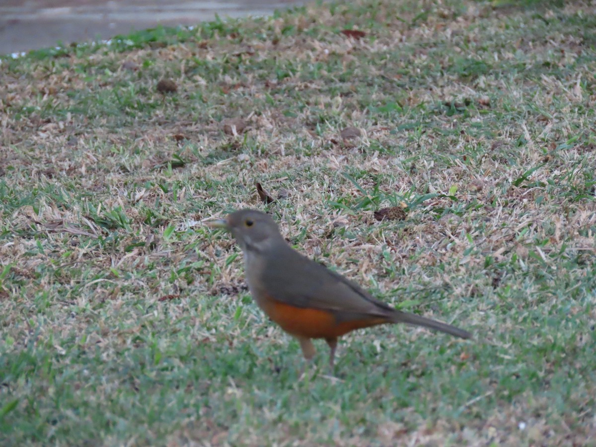 Rufous-bellied Thrush - ML642009471